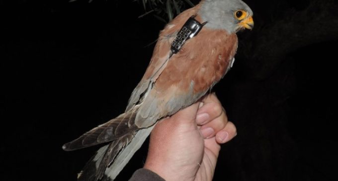 SEO/BirdLife y GREFA desvelan la migración del cernícalo primilla con todo detalle