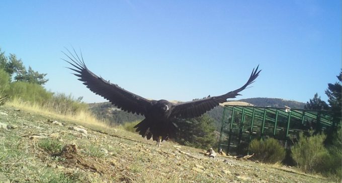 El Proyecto Monachus logra el regreso del amenazado buitre negro al norte peninsular