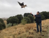 GREFA devuelve a la naturaleza a cuatro ejemplares de milano real, especie en peligro de extinción en España