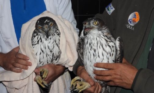España y Bulgaria colaboran en favor del águila de Bonelli
