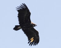Día Internacional de los Buitres: En plena crisis de biodiversidad, GREFA se vuelca en recuperar a las rapaces necrófagas
