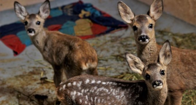 GREFA acogió a casi 3.500 animales huérfanos en 2017, un récord para este hospital de fauna salvaje