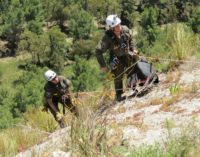 GREFA colabora en el seguimiento por GPS de veinte águilas de Bonelli en Sicilia
