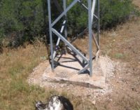 La Plataforma SOS Tendidos Eléctricos pide a la ministra Teresa Ribera que se implique más para evitar la muerte de aves