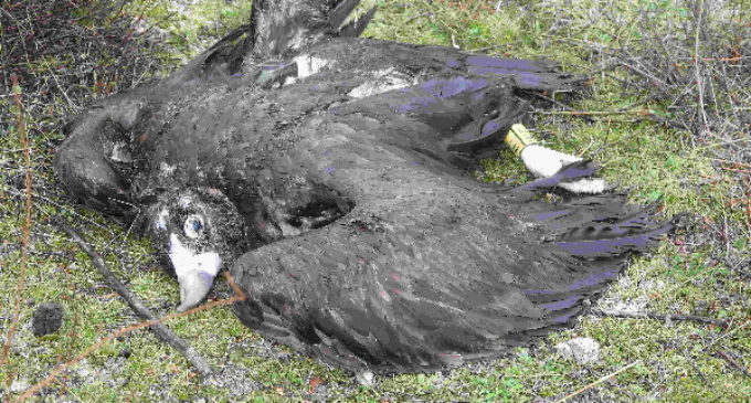 El envenenamiento de fauna más grave en la Comunidad de Madrid se salda con una sentencia condenatoria