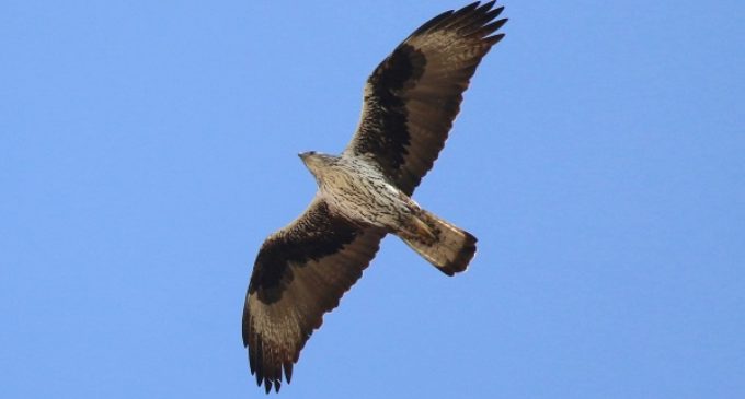 Treinta ejemplares de la amenazada águila de Bonelli se reintroducirán esta primavera gracias a un proyecto impulsado por la UE