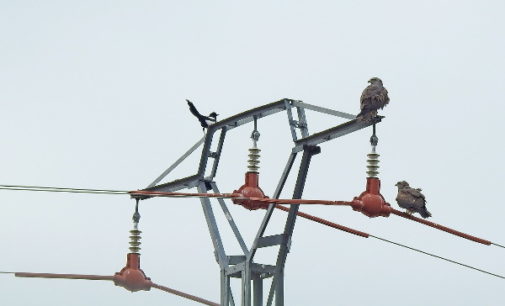 Un Libro Blanco aborda por primera vez en España el grave problema de la electrocución de aves