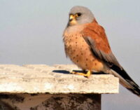 Más de 2.200 pollos de cernícalo primilla nacieron en 2021 en las colonias mantenidas por GREFA