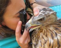 Más de 5.600 animales ingresaron en 2016 en el Hospital de Fauna Salvaje de GREFA