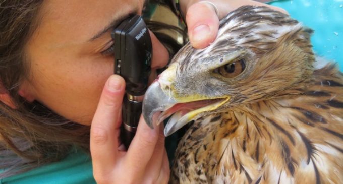Más de 5.600 animales ingresaron en 2016 en el Hospital de Fauna Salvaje de GREFA