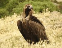 Récord de nacimientos de buitres negros, con diez pollos en 2019, para la colonia prepirenaica de Boumort