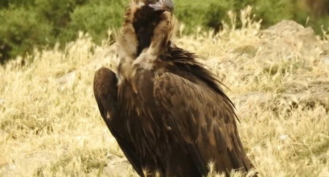 Récord de nacimientos de buitres negros, con diez pollos en 2019, para la colonia prepirenaica de Boumort
