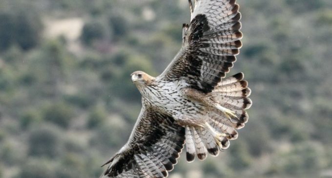 Águilas de Bonelli reintroducidas crían por primera vez en la Comunidad de Madrid