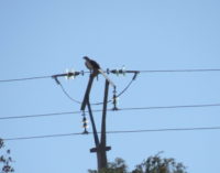 AQUILA a-LIFE logra que más de 1.200 postes eléctricos dejen de ser mortales para el águila de Bonelli