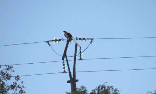 AQUILA a-LIFE logra que más de 1.200 postes eléctricos dejen de ser mortales para el águila de Bonelli