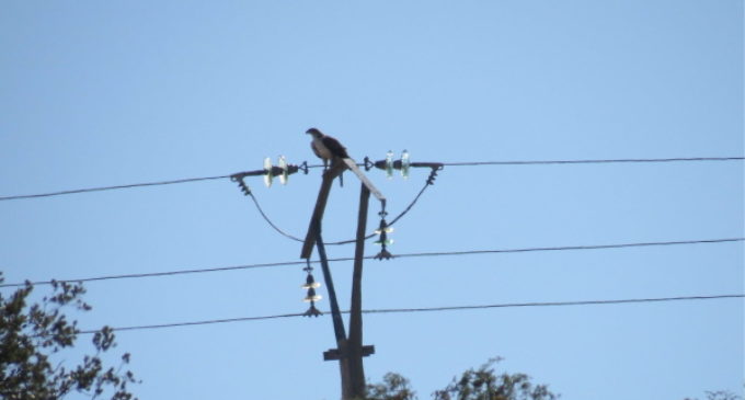 AQUILA a-LIFE logra que más de 1.200 postes eléctricos dejen de ser mortales para el águila de Bonelli