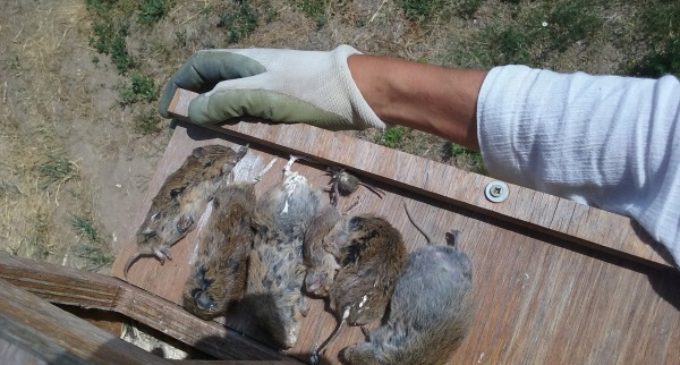 GREFA ha colocado ya 2.000 nidales en Castilla y León para aves rapaces que cazan topillos