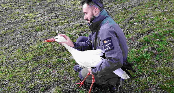 En 2020 el Equipo de Rescate de GREFA cumple quince años y supera los 65.000 animales atendidos