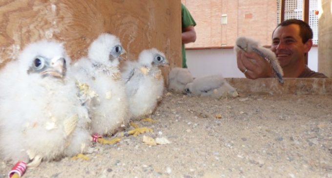 2016: un año de récords para GREFA en la recuperación de la fauna amenazada