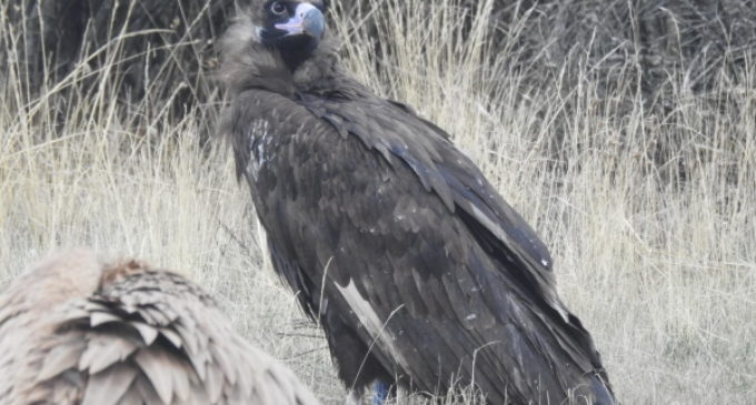 Por tercer año consecutivo GREFA liberó a un grupo de buitres negros en la Sierra de la Demanda burgalesa