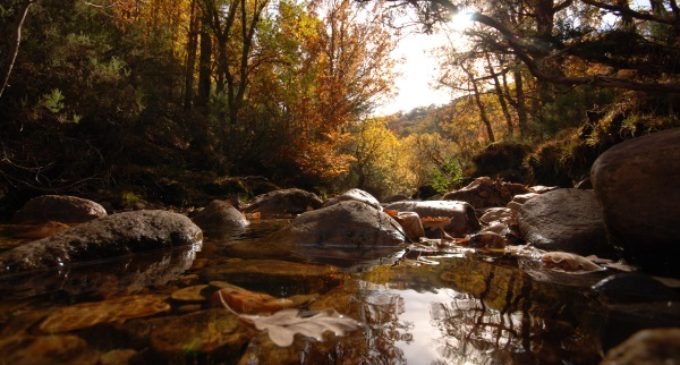 La UNESCO declara al Hayedo de Montejo Patrimonio Natural de la Humanidad