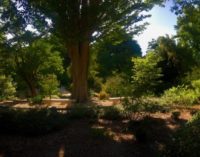 La Comunidad, comprometida con el mantenimiento de los montes y los recursos forestales de la región
