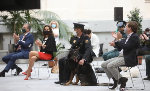 Madrid apoya la campaña Adopta un jubilado, que busca un hogar a perros policía que terminan su vida de servicio