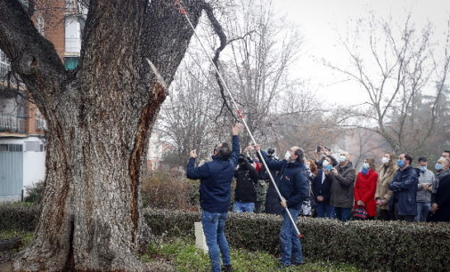 La Comunidad de Madrid clonará árboles centenarios y singulares derribados por el temporal Filomena