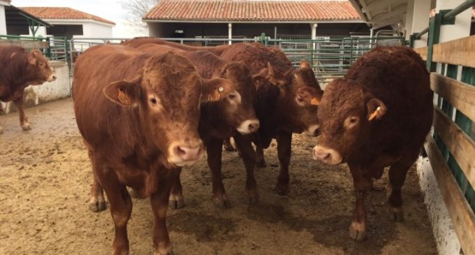 La Comunidad de Madrid colabora con los ganaderos para incrementar la rentabilidad de las explotaciones