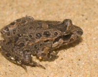 Detectados nueve puntos nuevos de reproducción de anfibios y reptiles en el Parque del Sureste de Madrid