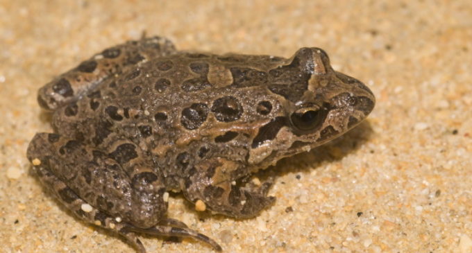 Detectados nueve puntos nuevos de reproducción de anfibios y reptiles en el Parque del Sureste de Madrid