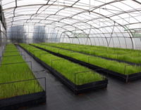 La Comunidad de Madrid donará a los agricultores 451.000 plantones de variedades hortícolas