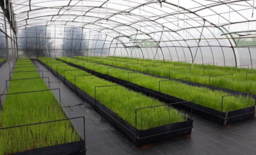 La Comunidad de Madrid donará a los agricultores 451.000 plantones de variedades hortícolas