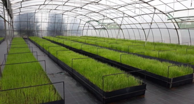 La Comunidad de Madrid donará a los agricultores 451.000 plantones de variedades hortícolas