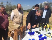 La Comunidad de Madrid promueve el consumo de aceite de oliva producido en la región