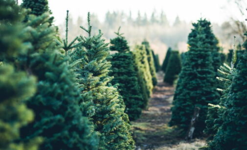 La Comunidad de Madrid recuerda la prohibición de plantar los abetos navideños tras el fin de las fiestas