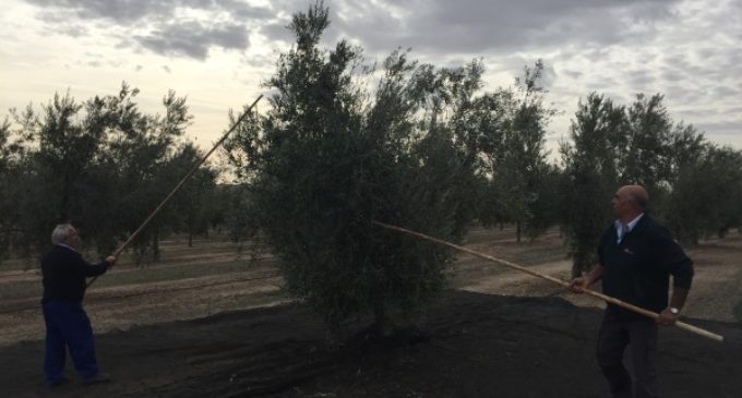 La Comunidad desarrolla proyectos de investigación agraria para mejorar el cultivo y rendimiento del olivar madrileño