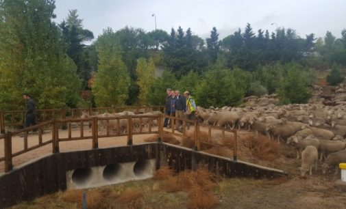 La protección de las vías pecuarias es importante en la región madrileña