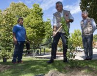 La Comunidad distribuirá 10.000 madroños para su plantación en montes y espacios protegidos