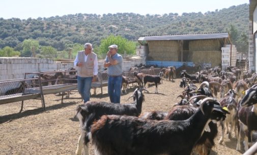 La Comunidad preserva las razas autóctonas en peligro de extinción