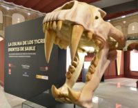 Casi 80.000 personas han visitado la exposición sobre la colina de los tigres dientes de sable del yacimiento del Cerro de los Batallones