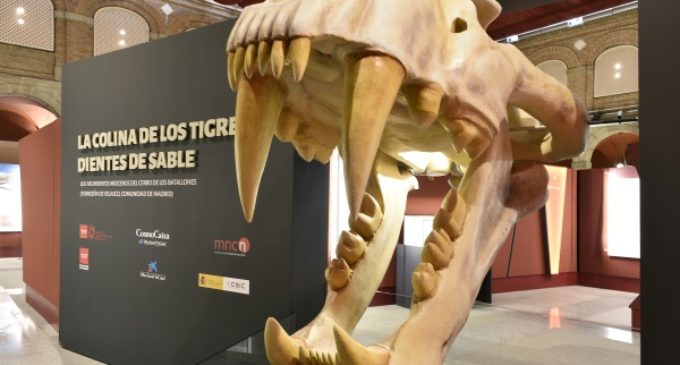 Casi 80.000 personas han visitado la exposición sobre la colina de los tigres dientes de sable del yacimiento del Cerro de los Batallones