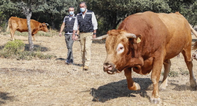 La Comunidad promueve el pastoreo controlado como medio para prevenir los incendios forestales
