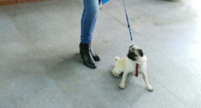 Campaña de control de animales domésticos en calles, parques y zonas verdes de Majadahonda