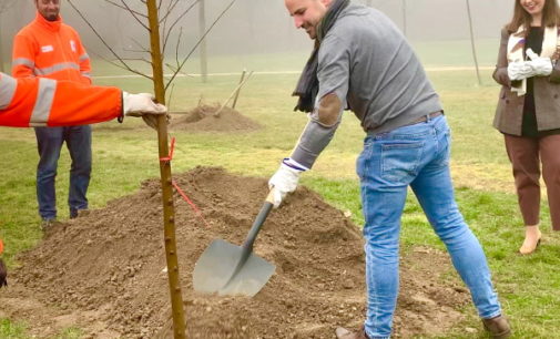 El Ayuntamiento planta 50 olmos resistentes a la grafiosis en parques de Majadahonda