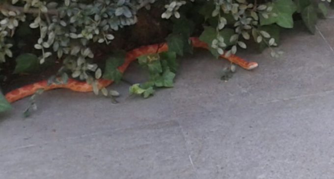 La Policía Local de Majadahonda recupera una serpiente tropical