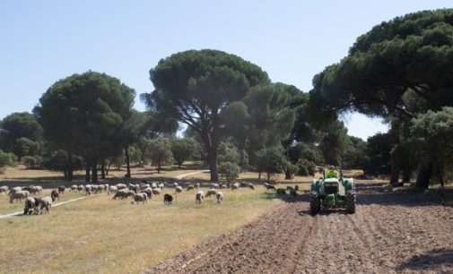 Majadahonda: Comienza el arreglo de los caminos en el Monte del Pilar y el control biológico de la procesionaria