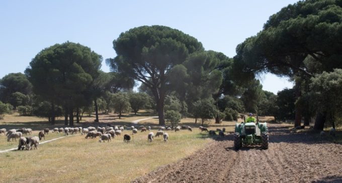 Majadahonda: Comienza el arreglo de los caminos en el Monte del Pilar y el control biológico de la procesionaria