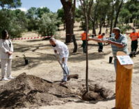 Majadahonda: El Ayuntamiento celebra el Día del Medio Ambiente con una plantación de 50 árboles