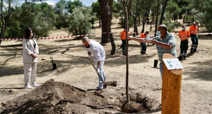 Majadahonda: El Ayuntamiento celebra el Día del Medio Ambiente con una plantación de 50 árboles
